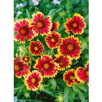Kategorie <b>Stauden </b> - Gaillardia aristata Kobold 2 Liter Container (Wuchs jahreszeitlich)