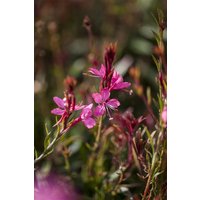 Kategorie <b>Stauden </b> - Gaura lindheimeri Gambit Variegata Rose 2 Liter Container (Wuchs jahreszeitlich)