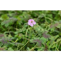 Kategorie <b>Stauden </b> - Geranium oxonianum Katherine Adele 2 Liter Container (Wuchs jahreszeitlich)