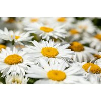 Kategorie <b>Stauden </b> - Leucanthemum x superbum Madonna 2 Liter Container (Wuchs jahreszeitlich)