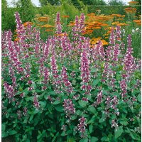 Kategorie <b>Stauden </b> - Nepeta grandiflora Dawn to Dusk 2 Liter Container (Wuchs jahreszeitlich)