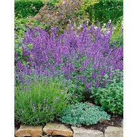 Stauden - Nepeta x faassenii Junior Walker 2 Liter Container (Wuchs jahreszeitlich)