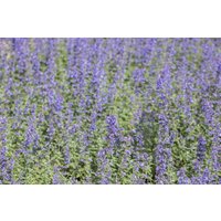 Stauden - Nepeta x faassenii Purrsian Blue 2 Liter Container (Wuchs jahreszeitlich)