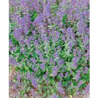 Kategorie <b>Stauden </b> - Nepeta x faassenii Superba 2 Liter Container (Wuchs jahreszeitlich)