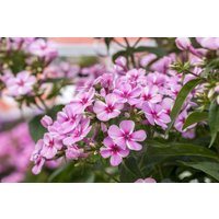 Kategorie <b>Stauden </b> - Phlox paniculata Early Pink Candy 2 Liter Container (Wuchs jahreszeitlich)