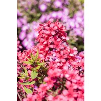 Kategorie <b>Stauden </b> - Phlox paniculata Early Red 2 Liter Container (Wuchs jahreszeitlich)