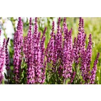 Kategorie <b>Stauden </b> - Salvia nemorosa Synchro Pink 2 Liter Container (Wuchs jahreszeitlich)