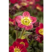 Kategorie <b>Stauden </b> - Saxifraga x arendsii Touran Red 2 Liter Container (Wuchs jahreszeitlich)