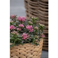 Kategorie <b>Stauden </b> - Sedum spurium Spot on Deep Rose 2 Liter Container (Wuchs jahreszeitlich)