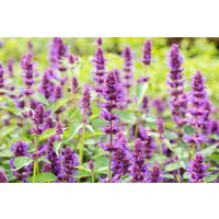 Kategorie <b>Stauden </b> - Agastache x cultorum Beelicious Purple 2 Liter Container (Wuchs jahreszeitlich)