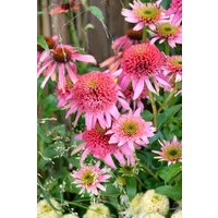 Stauden - Echinacea purpurea Butterfly Kisses 2 Liter Container (Wuchs jahreszeitlich)