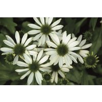 Stauden - Echinacea purpurea Conetto Coco 2 Liter Container (Wuchs jahreszeitlich)