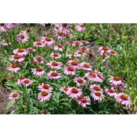 Stauden - Echinacea purpurea Conetto Melon 2 Liter Container (Wuchs jahreszeitlich)