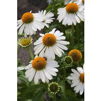 Stauden - Echinacea purpurea Meditation White 2 Liter Container (Wuchs jahreszeitlich)