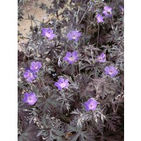 Kategorie <b>Stauden </b> - Geranium pratense Midnight Reiter 2 Liter Container (Wuchs jahreszeitlich)