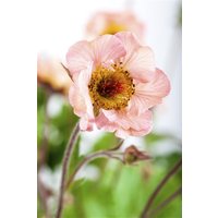 Kategorie <b>Stauden </b> - Geum chiloense Mai Tai 2 Liter Container (Wuchs jahreszeitlich)