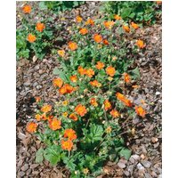 Kategorie <b>Stauden </b> - Geum coccineum Nonna 2 Liter Container (Wuchs jahreszeitlich)
