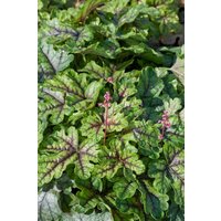 Kategorie <b>Stauden </b> - Heucherella tiarelloides Tapestry 2 Liter Container (Wuchs jahreszeitlich)