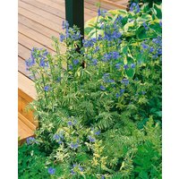 Stauden - Polemonium caeruleum Brise d´ Anjou 2 Liter Container (Wuchs jahreszeitlich)