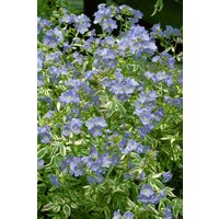 Stauden - Polemonium caeruleum Stairway to Heaven 2 Liter Container (Wuchs jahreszeitlich)