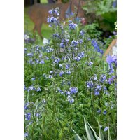 Kategorie <b>Stauden </b> - Polemonium yezoense Bressingham Purple 2 Liter Container (Wuchs jahreszeitlich)