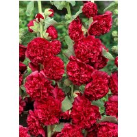 Kategorie <b>Produkt nicht gewünscht </b> - Alcea rosea 'Chater's Double Scarlet' 2 Liter Container (Wuchs jahreszeitlich)