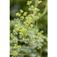 Kategorie <b>Produkt nicht gewünscht </b> - Alchemilla erythropoda 2 Liter Container (Wuchs jahreszeitlich)