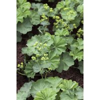 Kategorie <b>Produkt nicht gewünscht </b> - Alchemilla mollis 2 Liter Container (Wuchs jahreszeitlich)