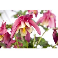 Kategorie <b>Stauden </b> - Aquilegia caer. Spring Magig Rose and Ivory 2 Liter Container (Wuchs jahreszeitlich)