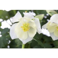 Kategorie <b>Stauden </b> - Aquilegia caer. Spring Magic Whitey 2 Liter Container (Wuchs jahreszeitlich)