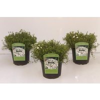 Kategorie <b>Stauden </b> - Arenaria montana 2 Liter Container (Wuchs jahreszeitlich)