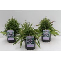 Stauden - Aster dumosus 'Lady in Blue' 2 Liter Container (Wuchs jahreszeitlich)