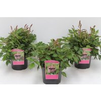 Stauden - Astilbe chinensis 'Veronica Klose' 2 Liter Container (Wuchs jahreszeitlich)