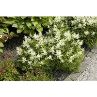 Kategorie <b>Produkt nicht gewünscht </b> - Astilbe japonica 'Washington' 2 Liter Container (Wuchs jahreszeitlich)