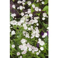 Kategorie <b>Produkt nicht gewünscht </b> - Astrantia major 'Star of Billion' -R- 2 Liter Container (Wuchs jahreszeitlich)