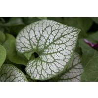 Kategorie <b>Stauden </b> - Brunnera macrophylla 'Jack Frost' -R- 2 Liter Container (Wuchs jahreszeitlich)