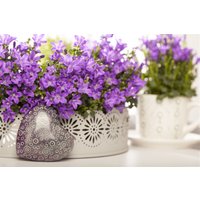 Kategorie <b>Produkt nicht gewünscht </b> - Campanula portenschlagiana 2 Liter Container (Wuchs jahreszeitlich)