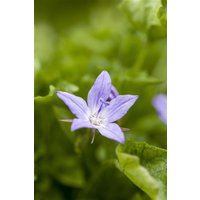 Kategorie <b>Produkt nicht gewünscht </b> - Campanula poscharskyana, blau 2 Liter Container (Wuchs jahreszeitlich)