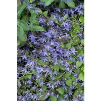 Kategorie <b>Produkt nicht gewünscht </b> - Campanula poscharskyana 'Frühlingszauber' 2 Liter Container (Wuchs jahreszeitlich)