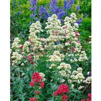 Kategorie <b>Produkt nicht gewünscht </b> - Centranthus ruber 'Albus' 2 Liter Container (Wuchs jahreszeitlich)