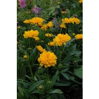 Kategorie <b>Produkt nicht gewünscht </b> - Coreopsis grandiflora 'Early Sunrise' 2 Liter Container (Wuchs jahreszeitlich)
