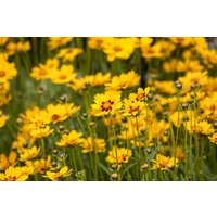 Kategorie <b>Produkt nicht gewünscht </b> - Coreopsis grandiflora Sunfire 2 Liter Container (Wuchs jahreszeitlich)