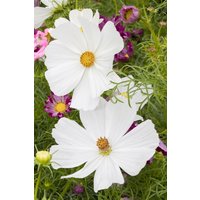 Kategorie <b>Produkt nicht gewünscht </b> - Cosmos bipinnatus White 2 Liter Container (Wuchs jahreszeitlich)