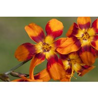 Kategorie <b>Stauden </b> - Crocosmia x crocosmiifl.'Emily McKenzie' 2 Liter Container (Wuchs jahreszeitlich)