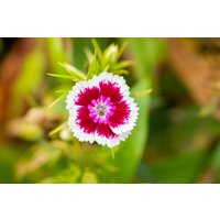 Kategorie <b>Produkt nicht gewünscht </b> - Dianthus barb. Barbarini 2 Liter Container (Wuchs jahreszeitlich)
