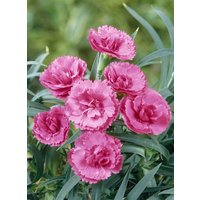 Stauden - Dianthus Perfume Pinks Slap´n Tickle 2 Liter Container (Wuchs jahreszeitlich)