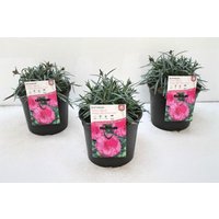 Kategorie <b>Produkt nicht gewünscht </b> - Dianthus Perfume Pinks Tickled Pink 2 Liter Container (Wuchs jahreszeitlich)