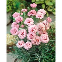 Stauden - Dianthus plumarius 'Ine' 2 Liter Container (Wuchs jahreszeitlich)