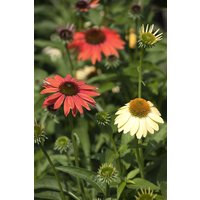 Kategorie <b>Produkt nicht gewünscht </b> - Echinacea purpurea Cheyenne Spirit 2 Liter Container (Wuchs jahreszeitlich)