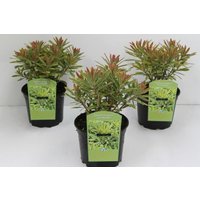 Kategorie <b>Stauden </b> - Euphorbia x martinii Ascot Rainbow 2 Liter Container (Wuchs jahreszeitlich)